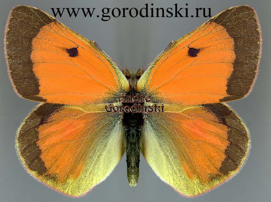 http://www.gorodinski.ru/pieridae/Colias eogene elissa.jpg